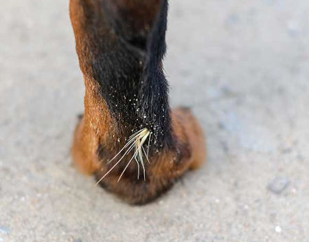 foxtail stuck in dog's foot