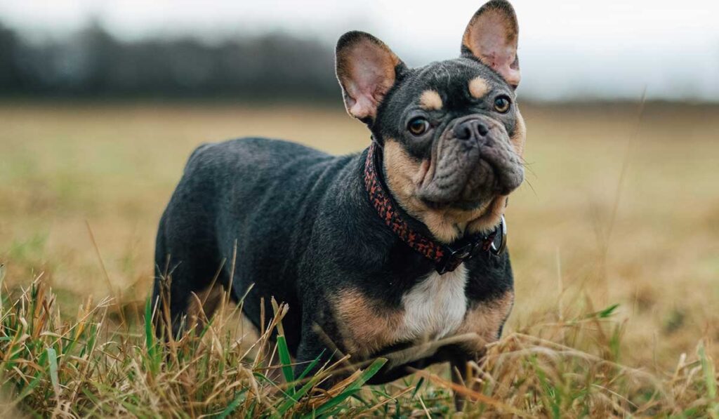 french bulldog in grass