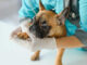 vet examining a dog's front leg for sprains or injuries