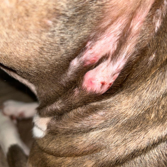 fungal infection on a dog's neck