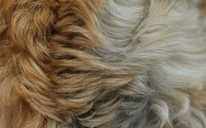 Fur Changing Colors in Spots: Dog Has Darker Areas on Hair