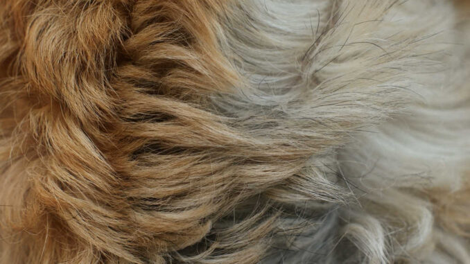dog's fur with different colors
