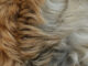 dog's fur with different colors