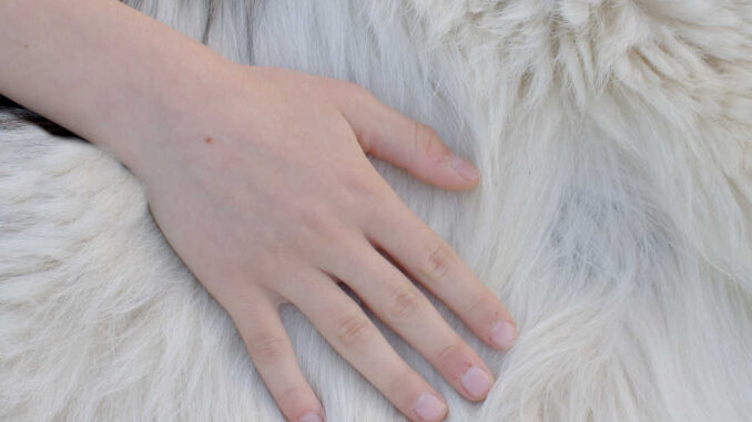 hand going over the fur of a dog