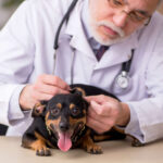 vet examining dog skin and fur in the clinic