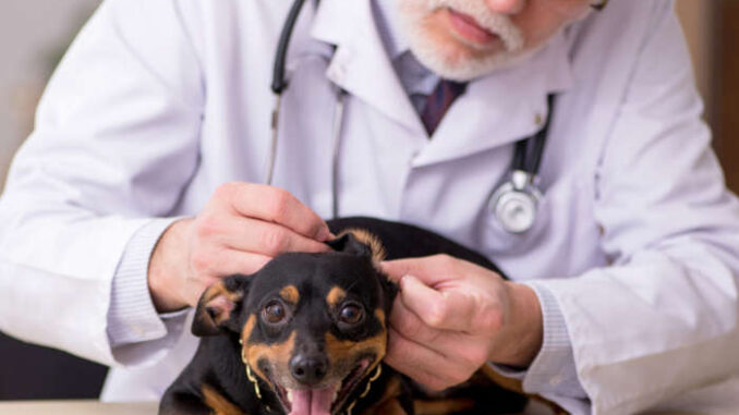 vet examining dog skin and fur in the clinic