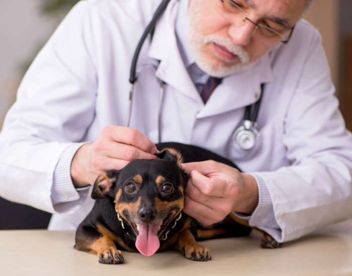 vet examining dog skin and fur in the clinic