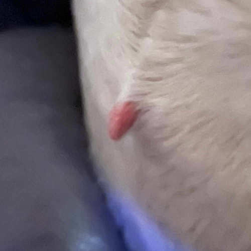 skin tag on dog