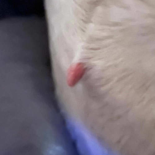 Huge skin shop tag on dog