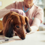 How To Heal a Dog Prolapse at Home and When To Go To the Vet