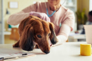 How To Heal a Dog Prolapse at Home and When To Go To the Vet