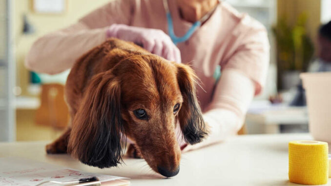 taking care of a senior dog's health