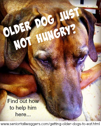 Help for older dogs who don't want to eat