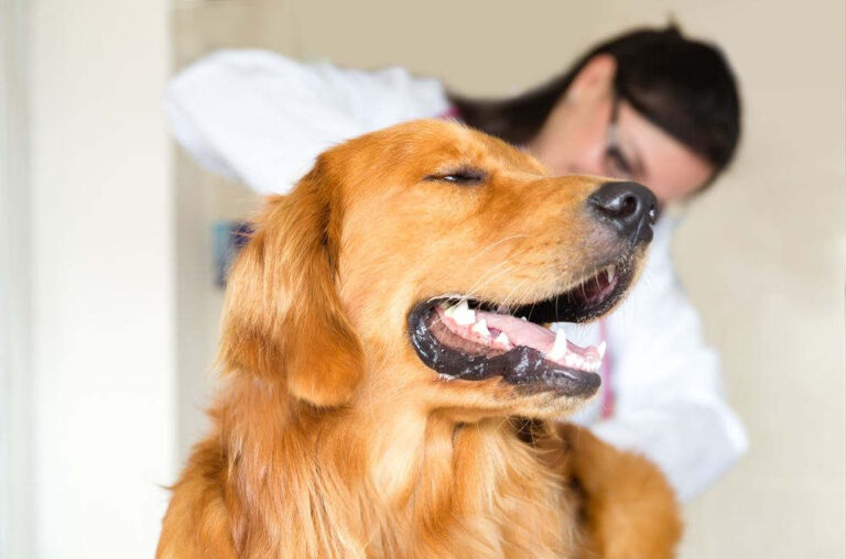 Dog Bleeding After Anal Gland Expression: FAQ with Our Vet