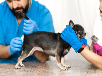 2 vets performing physical rectal exam on a chihuahua