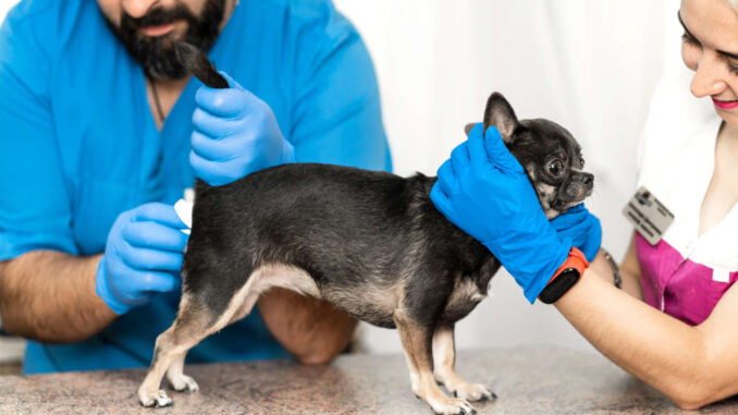 2 vets performing physical rectal exam on a chihuahua