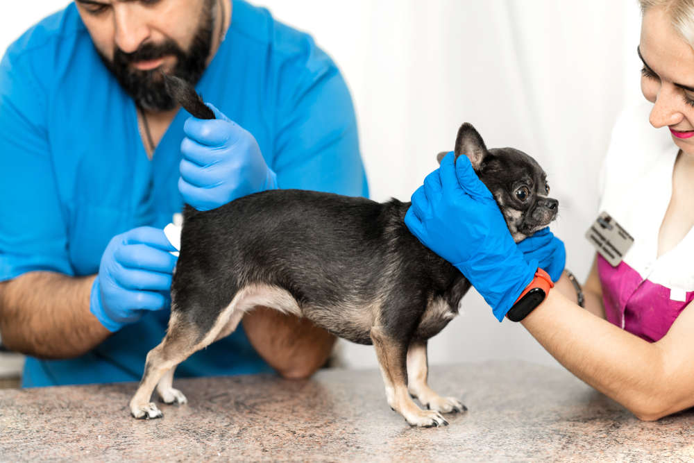 2 vets performing physical rectal exam on a chihuahua