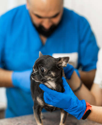 vet expressing a chihuahua's glands