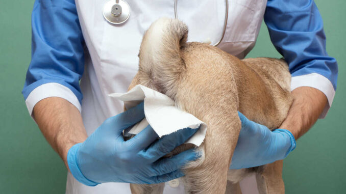 veterinarian taking care of anal gland rupture in dog