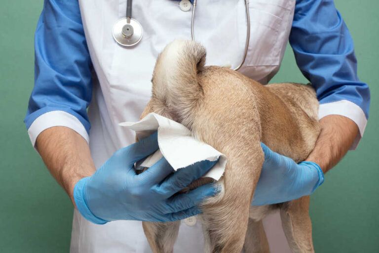 Anal Gland Rupture in Dogs: Treatments and Recovery