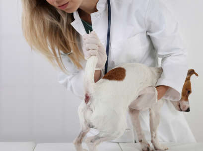 dogs getting a glands inspection at the vet