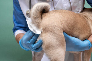 Leaking Anal Glands in Dogs: Causes & Remedies