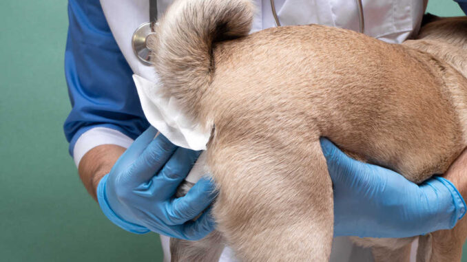 vet cleaning a dog's bottom with a tissue