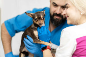 Best Ways to Tell If Your Dog’s Anal Glands Are Full