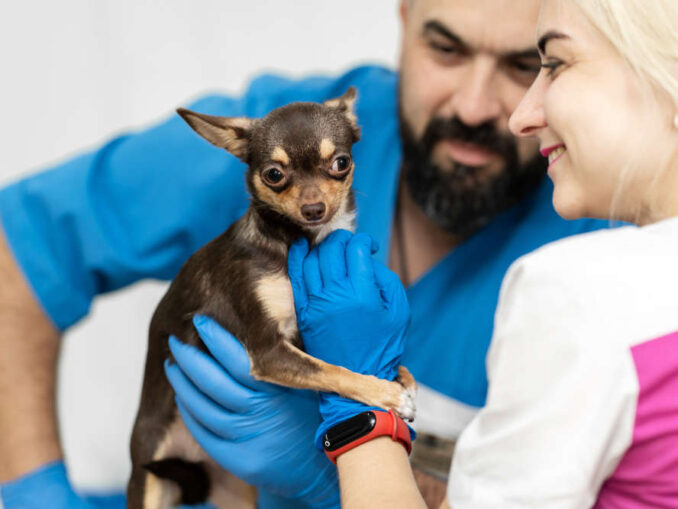 Anal Gland Expression of a Dog - YouTube