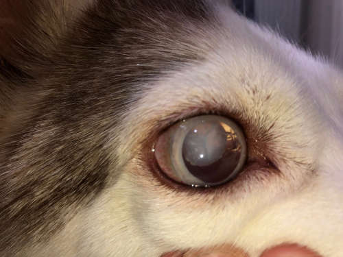 glaucoma in a dog's eye