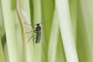 Gnat Bites on Dogs: Our Vet Shares Pictures & Home Remedies