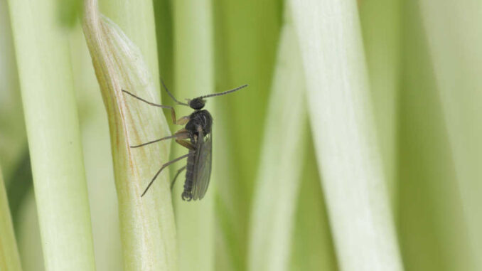 closeup picture of a gnat on grass