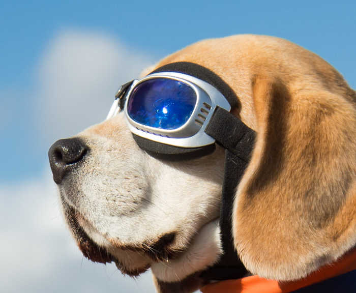 dog with googles over his eyes