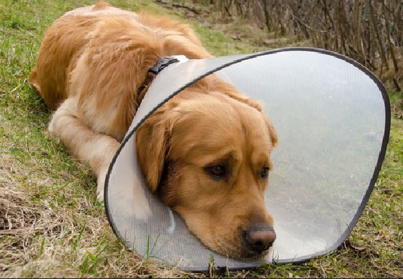 golden retriever wearing a collar