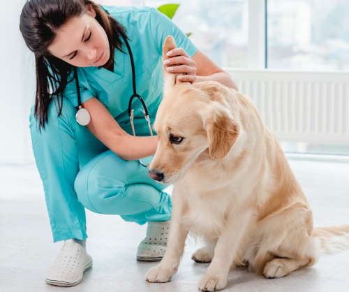 vet inspecting a golden retriever's ear