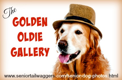 Beautiful older Golden Retriever - senior dog photos
