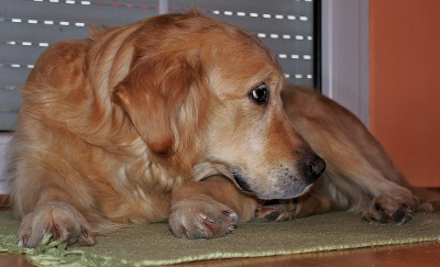 Senior Golden Retriever lying down