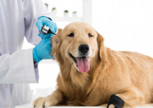 Golden Retrievers Ear Infections: FAQ With Our Veterinarian