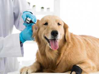 golden retriever at the veterinary office on a table getting their ears inspected