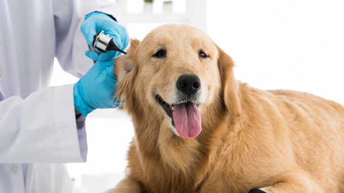 golden retriever at the veterinary office on a table getting their ears inspected