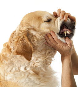 Older Golden Retriever dental examination