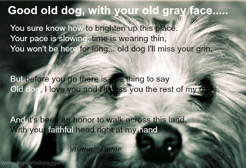 Old dog quote. My good old dog.