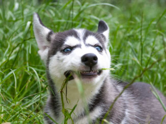 husky eating grass in a field