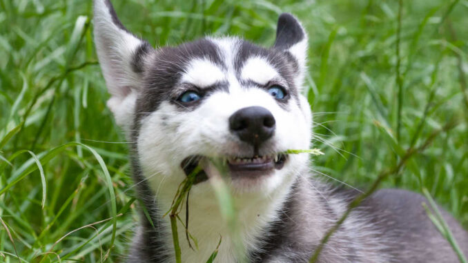 husky eating grass in a field