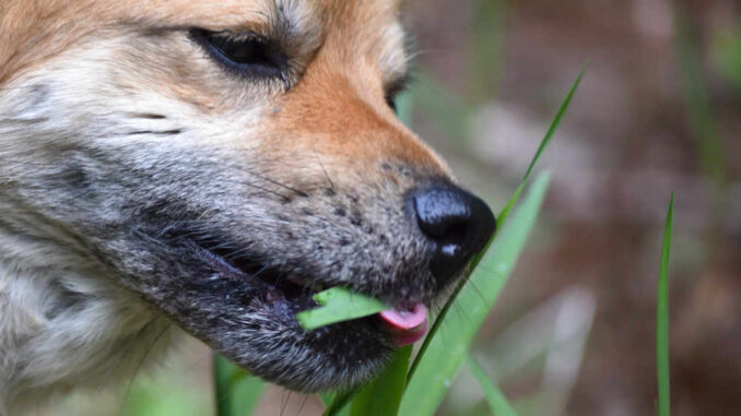 what does it mean when a dog eatds grass