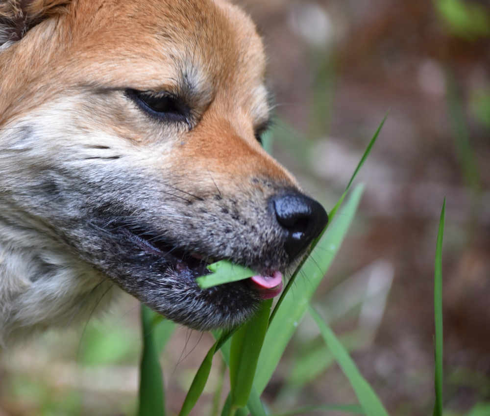 dog eating grass