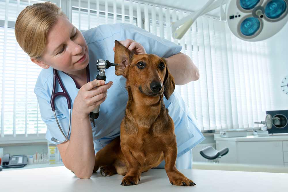 Vet uses an otoscope to visualize the ear canal and eardrum during an ear exam. 