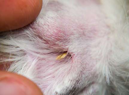 red lump under skin as a result of a grass seed