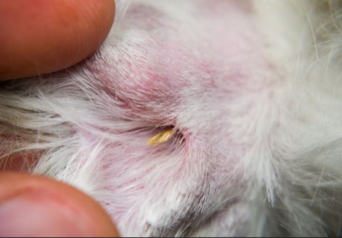 grass seed causing redness and irritation on a dog's paw