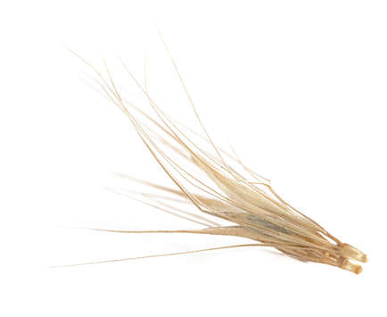 grass seeds closeup picture